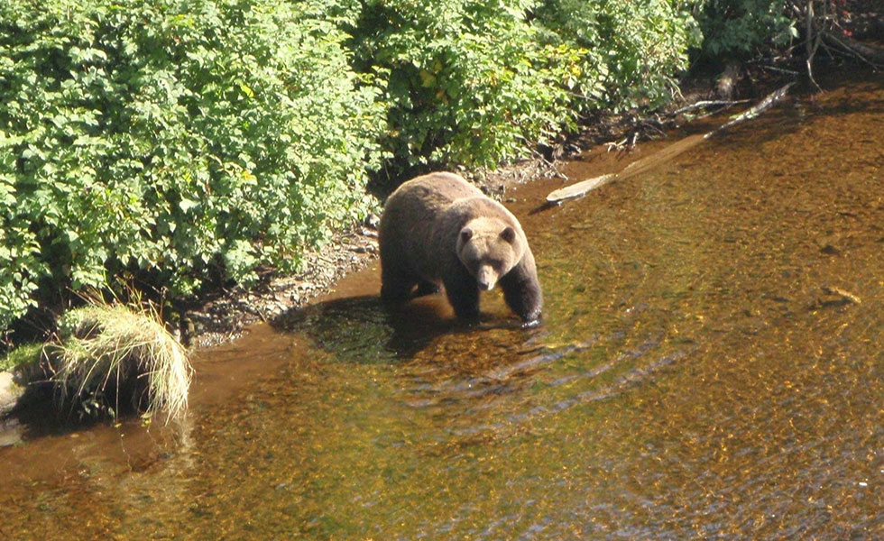 Chicagof Island has a dense population of coastal brown bears.