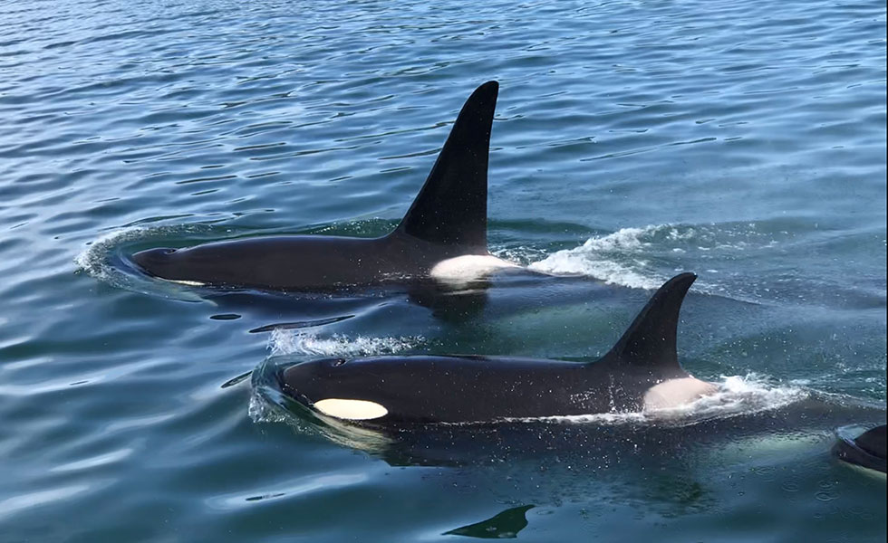 Whale watching in Hoonah is an incredible experience.