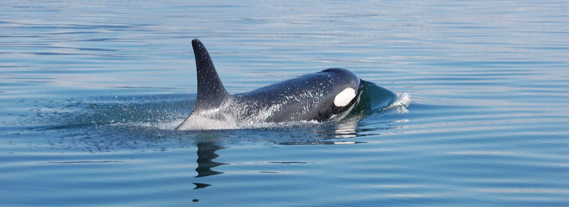 Whales of Xunna is a wonderful small group experience with memories to last a lifetime.