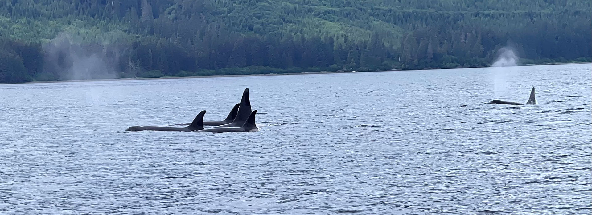 Thank you for contacting Whales of Xunaa - we look forward to providingm an incredible whale watching experience when you visit Hoonah Alaska.